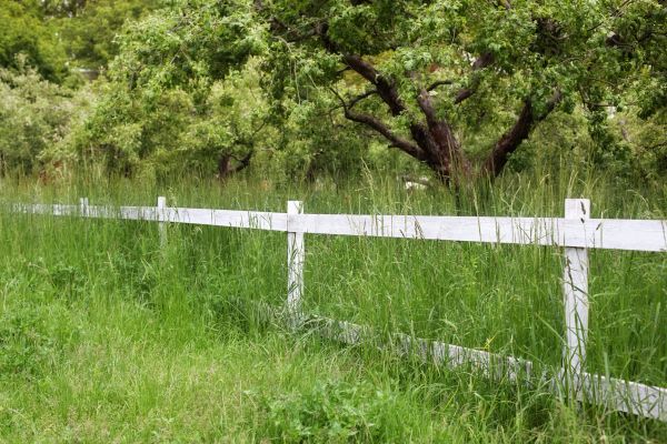 Cost of Fence Line Trimming in Prescott