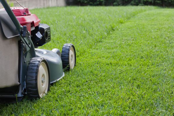 Regular Grass Cutting